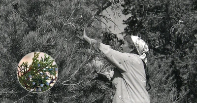 Native Americans used this plant for a variety of purposes